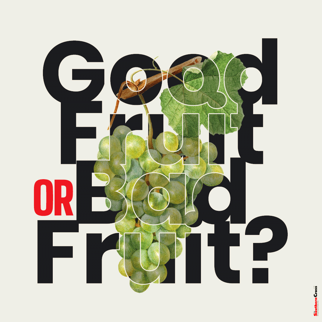 Good fruit or bad fruit?